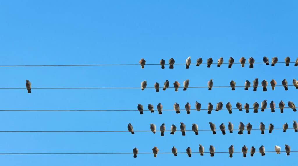 one bird by itself on a powerline away from a large group of birds sitting together